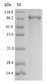 Mannan-binding lectin serine protease 2(Masp2), mouse, recombinant