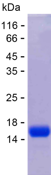 Recombinant Human GAR1 Protein