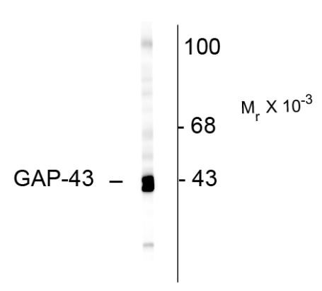 Anti-GAP43