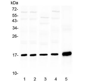 Anti-HSP20