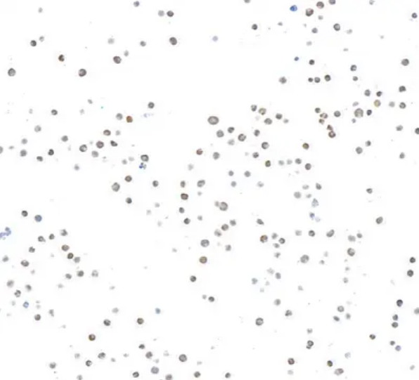 Anti-c-Myb Recombinant Monoclonal