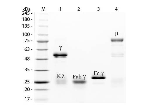 Rabbit IgG Fab Fragment Fluorescein Conjugated