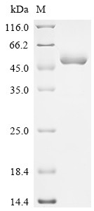 Inactive pancreatic lipase-related protein 1 (PNLIPRP1), dog, recombinant