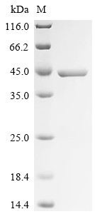 Arginase-1 (ARG1), human, recombinant