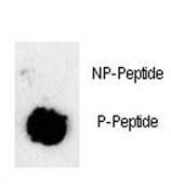 Anti-Phosphorylated-SOX2 (pS251)