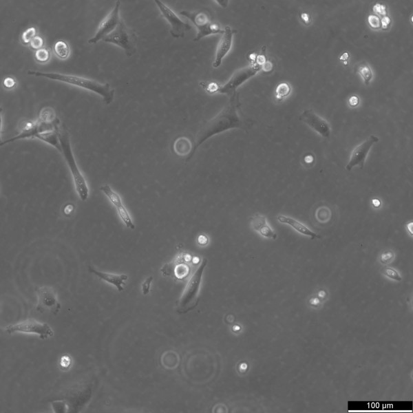 WPMY-1 Cells