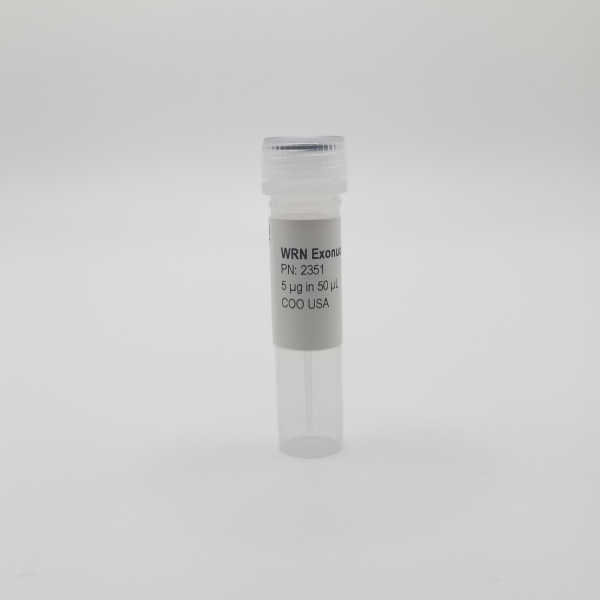 Recombinant WRN Exonuclease Enzyme, Active, Human