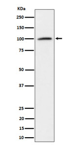 Anti-NCL / Nucleolin, clone 30N86