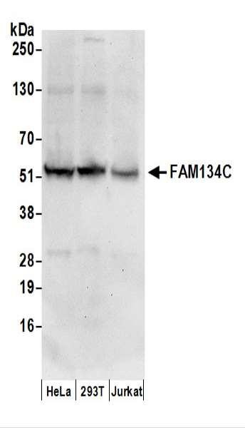 Anti-FAM134C