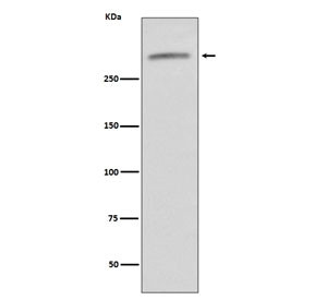 Anti-von Willebrand Factor / vWF, clone IHF-22