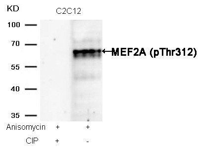 Anti-phospho-MEF2A (Thr312)
