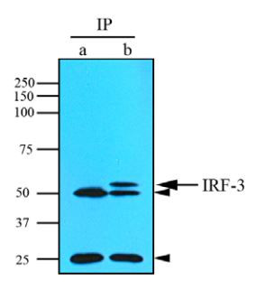 Anti-IRF3, clone 3F10