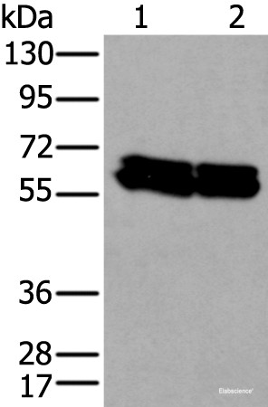 Anti-ZNF207