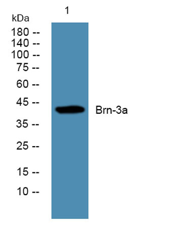 Anti-Brn-3a