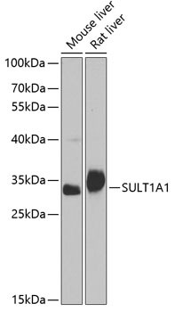 Anti-SULT1A1