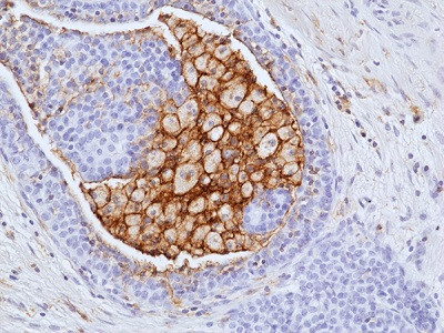 Anti-LAIR1 (human), Rabbit Monoclonal (RM498)