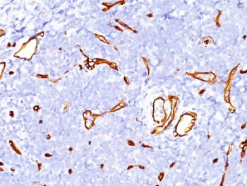 Anti-CD34, clone SPM123