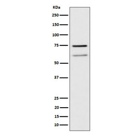 Anti-WDR1 / WD repeat-containing protein 1, clone 29W47