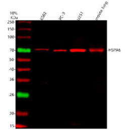 Anti-HSPA6 / Heat shock 70 kDa protein 6