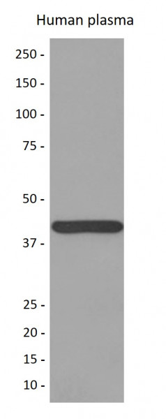 Anti-Haptoglobin