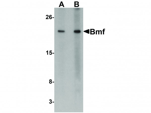 Anti-Bmf
