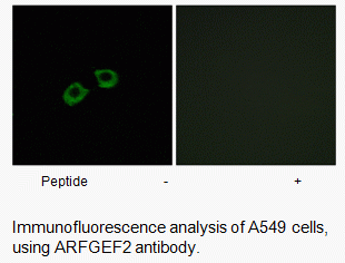 Anti-ARFGEF2
