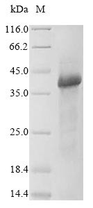 Protein Wnt-5a (WNT5A), human, recombinant