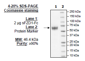 Frizzled-1, Fc Fusion, Human Recombinant Protein