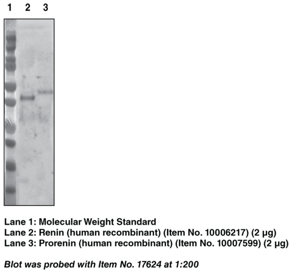 Anti-Renin (Clone 3G10)