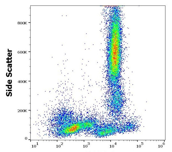 Anti-CD32 / FcgammaRII, clone 3D3 (PE )