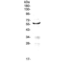 Anti-PDCD4