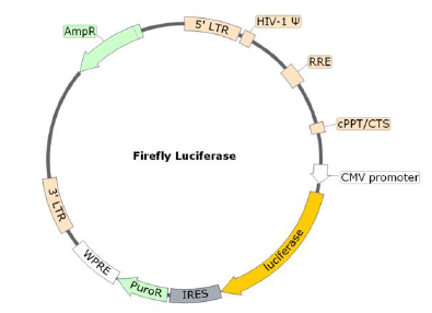 Bald Lentiviral Pseudovirion (Luciferase Reporter)