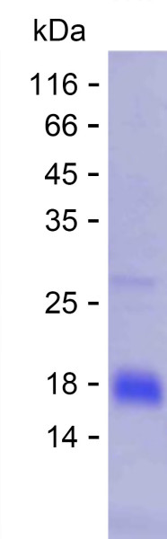 CSPG4 (human), recombinant protein