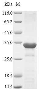 Alpha-defensin 1 (Defa1), mouse, recombinant
