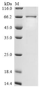 La-related protein 6 (Larp6), partial, mouse, recombinant