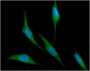 Anti-Ribonuclease Inhibitor, clone 1H23