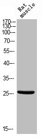 Anti-Phospho-BCL2L1 (T47)