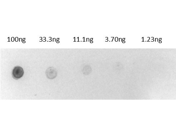 Biotin Alkaline Phosphatase Conjugate