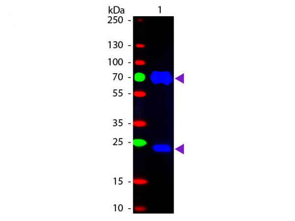 Anti-Chicken IgG (H&amp;L) [Rabbit] Fluorescein conjugated Fab fragment