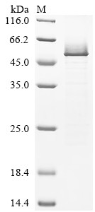 Serpin H1 (SERPINH1), human, recombinant
