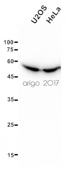 Anti-Enolase1, clone 253