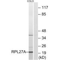 Anti-RPL27A