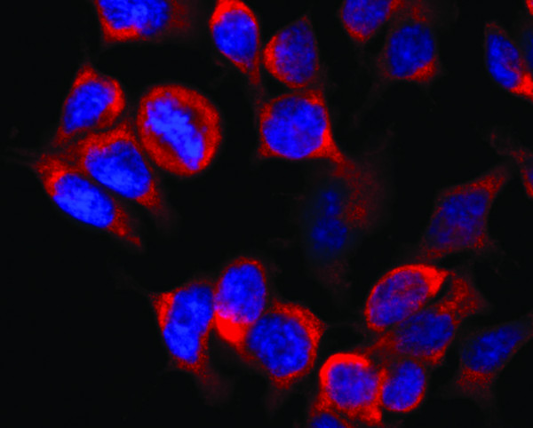 Anti-Kinesin, clone KN-02