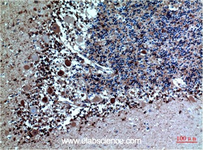 Anti-CST3, clone 5A2