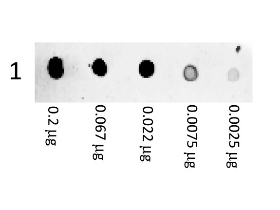 Anti-Mouse IgG (H&amp;L) [Goat] (Min X Bv Ch Gt GP Ham Hs Hu Rb Rt &amp; Sh serum proteins), Phycoerythrin c