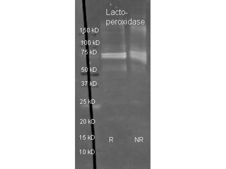 Anti-LACTOPEROXIDASE (Bovine Milk), Peroxidase Conjugated