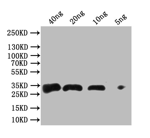 Anti-fbpA