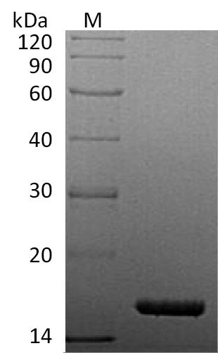 Tumor necrosis factor (TNF), partial (Active), human, recombinant