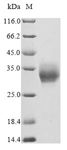 Oncostatin M (OSM), partial, Macaca mulatta, recombinant