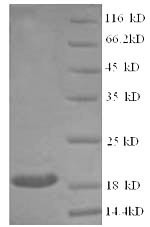 Superoxide dismutase [Cu-Zn] (Sod1), mouse, recombinant